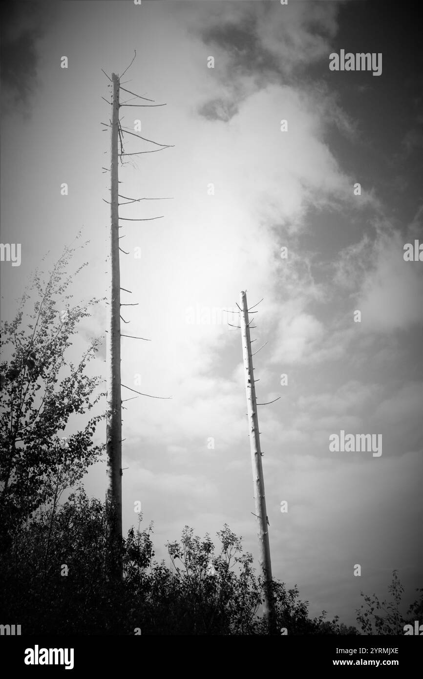 Abete sugli alberi nel vento Foto Stock