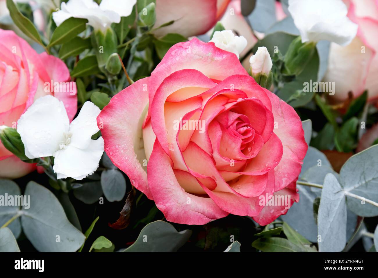 Bella rosa e qualche altro fiore bianco in una disposizione Foto Stock