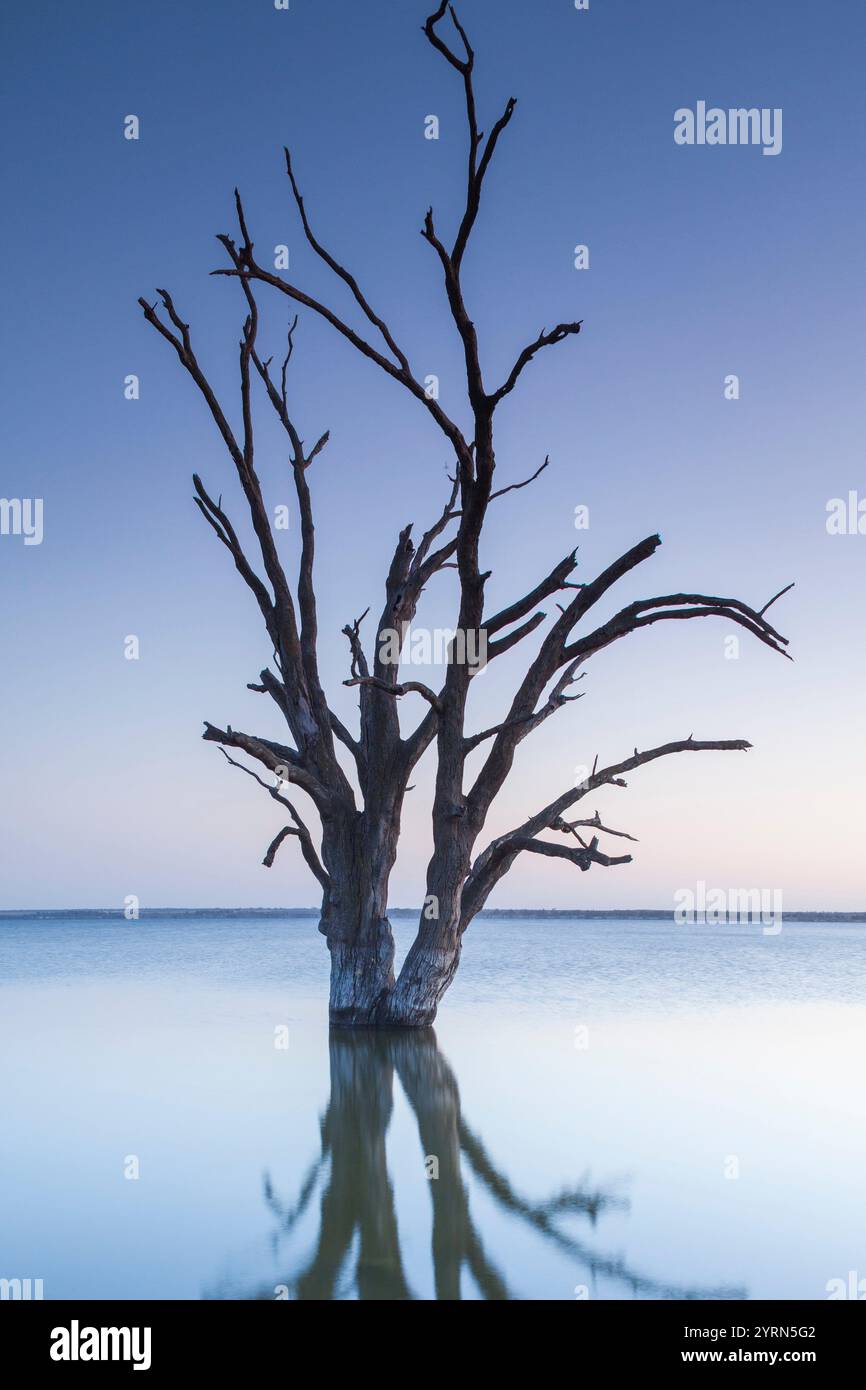 Australia, Australia meridionale, Murray River Valley, Barmera, lago Bonney, alberi pietrificati, alba. Foto Stock