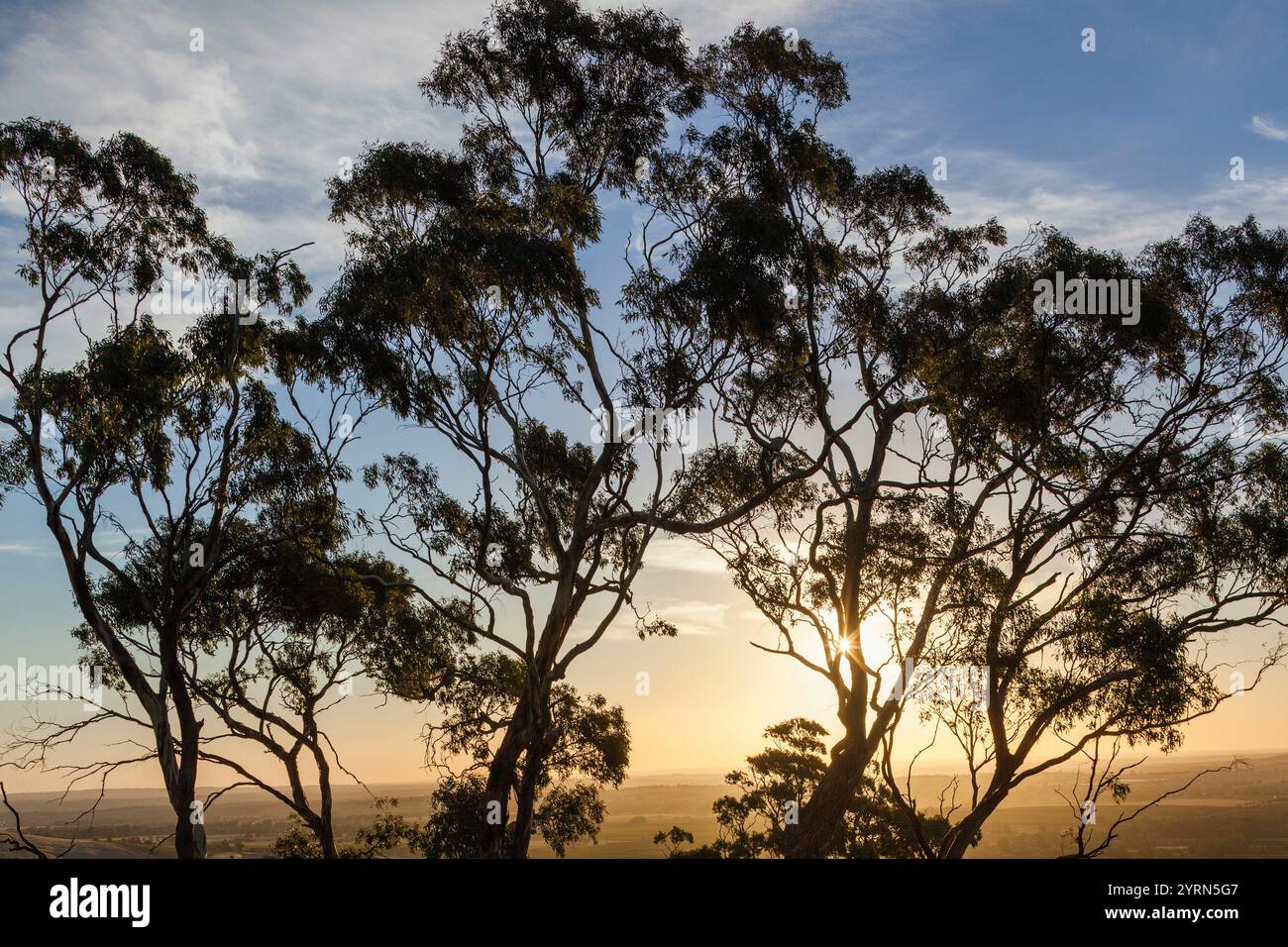 Australia, Australia meridionale, Barossa Valley, Tanunda, Mengler's Hill, alberi di gomma al tramonto. Foto Stock