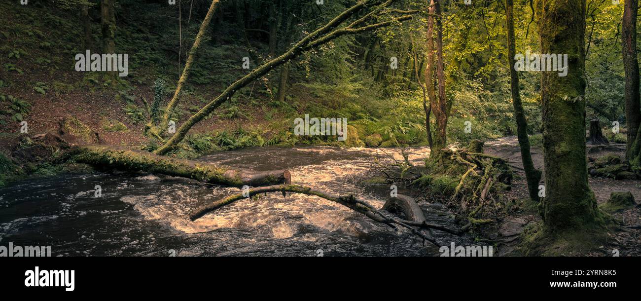 Cascate di Golitha. Un'immagine panoramica del fiume Fowey che scorre attraverso l'antico bosco di Draynes Wood sul Bodmin Moor in Cornovaglia nel Regno Unito. Foto Stock