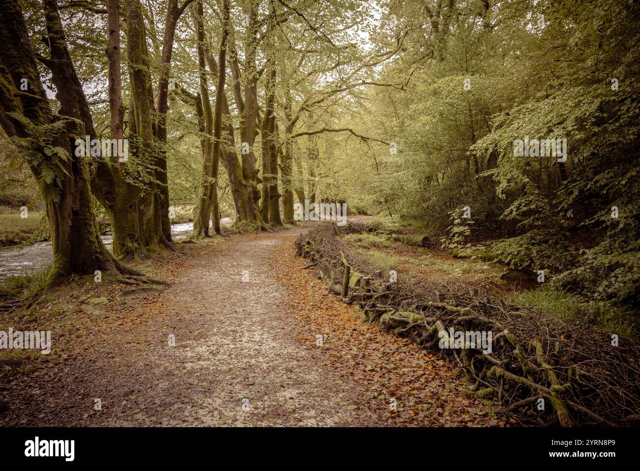 Cascate di Golitha. Il sentiero del Beech Loop attraversa l'antico bosco di querce di Draynes Wood sulla Bodmin Moor in Cornovaglia nel Regno Unito. Foto Stock