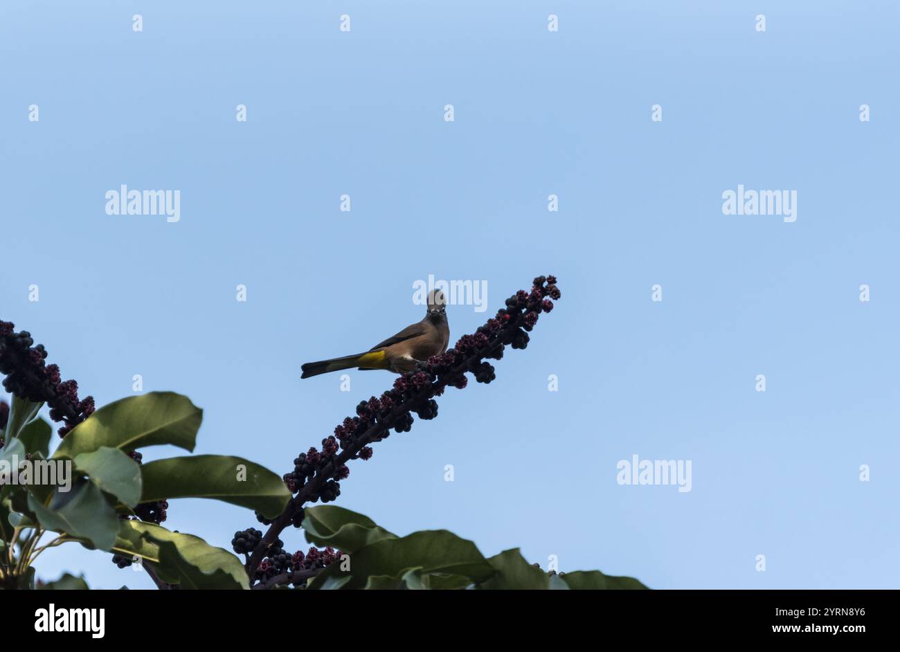 Silky-Flycatcher grigio (Ptilogonys cinereus) che si nutre di un frutto a Oaxaca, Messico Foto Stock