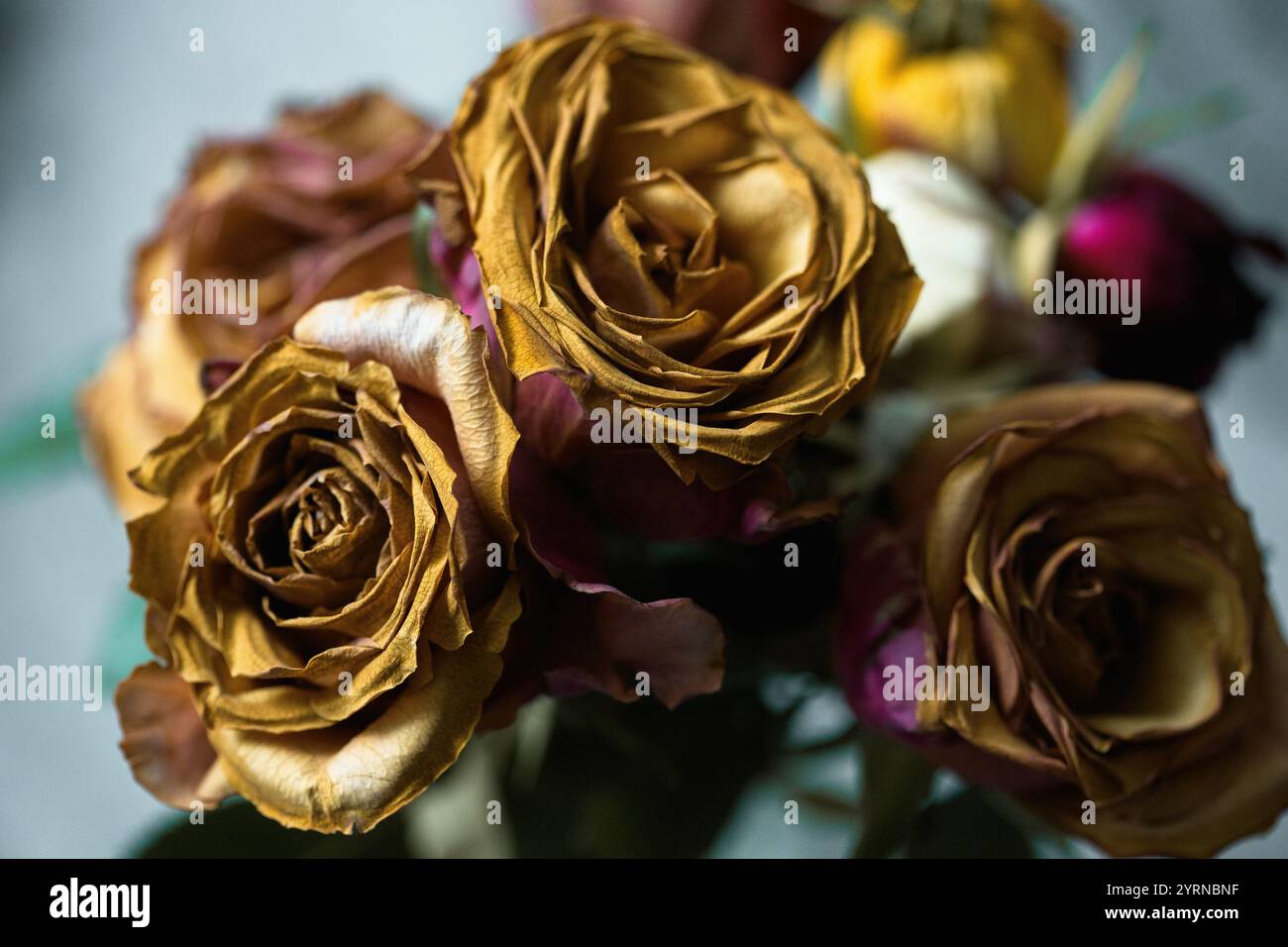 Rose, Golden, Flower, Still Life Roses Foto Stock