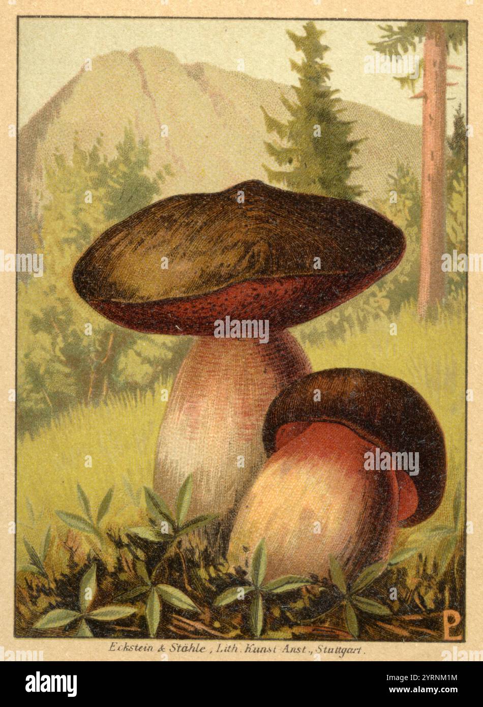 Lurid bolete Suillellus luridus, (libro di identificazione, 1899), Netzstieliger Hexen-Röhrling Foto Stock