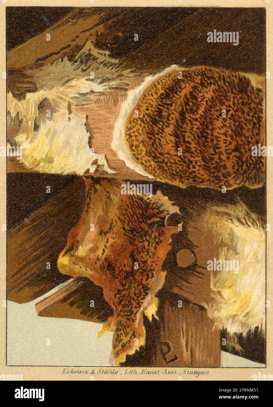 Marciume secco Serpula lacrymans, (libro di identificazione, 1899), Echter Hausschwamm Foto Stock