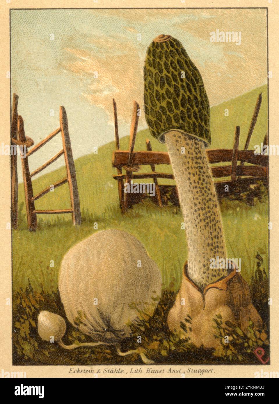 Stinkhorn Phallus impudicus, (libro di identificazione, 1899), Stinkmorchel Foto Stock