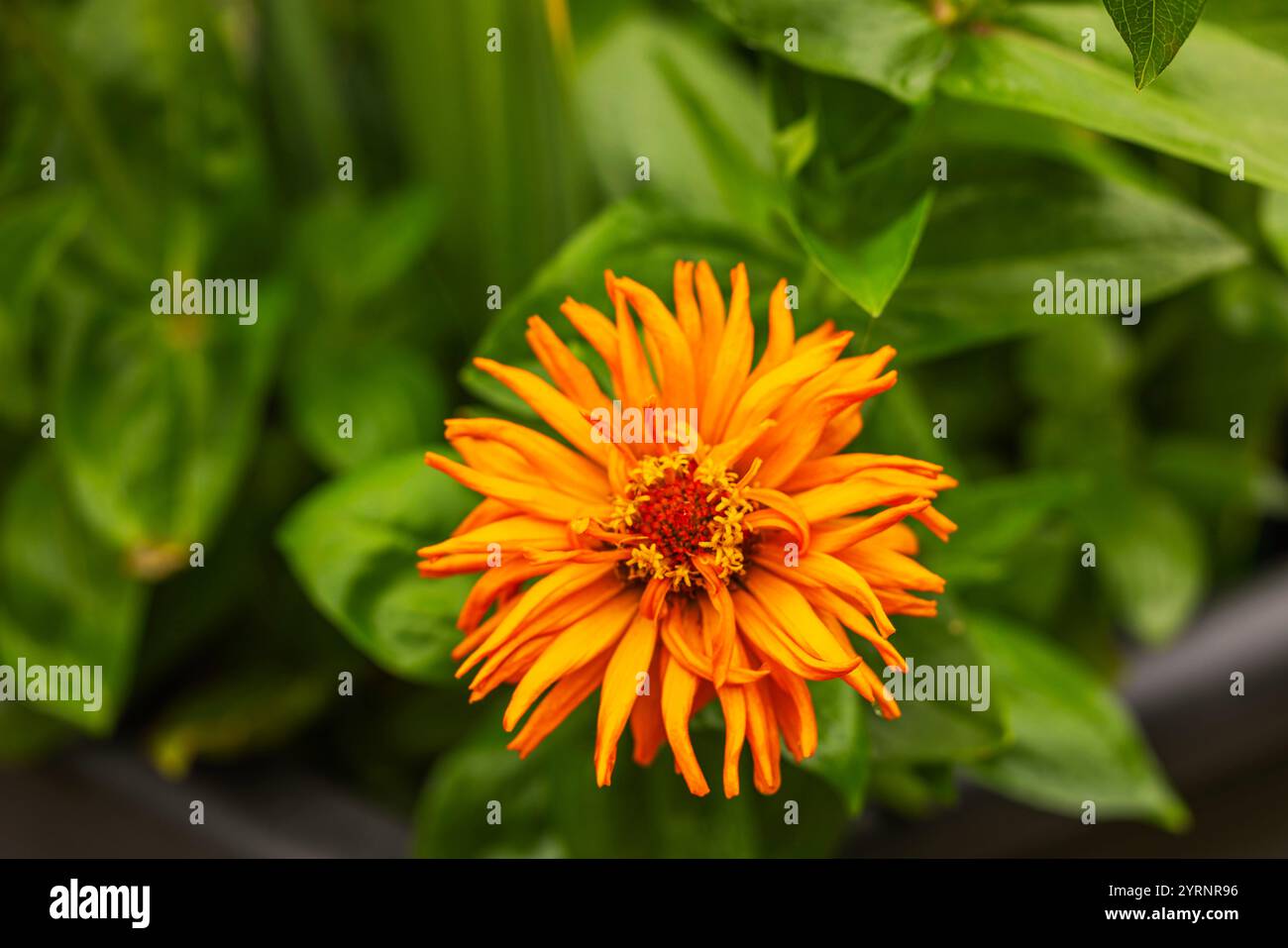 Fiore di zinnia arancione brillante che fiorisce tra foglie verdi lussureggianti in giardino sotto una luce naturale soffusa. Foto Stock