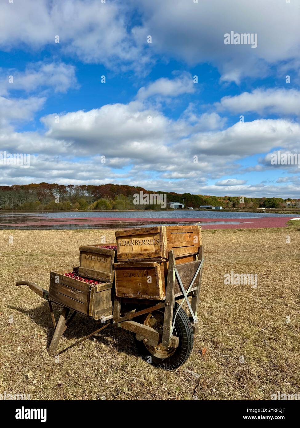 Cranberry Bog, Una variopinta carriola si trova accanto a una palude di mirtilli rossi, evidenziando la ricca stagione del raccolto e la bellezza naturale del paesaggio. - Immagine stock catturata con smartphone