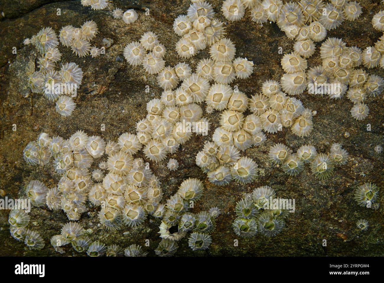 Australia, Tasmania, Eaglehwk Neck, Penisola di Forestier, pavimentazione tessuta, piscina con maree Foto Stock