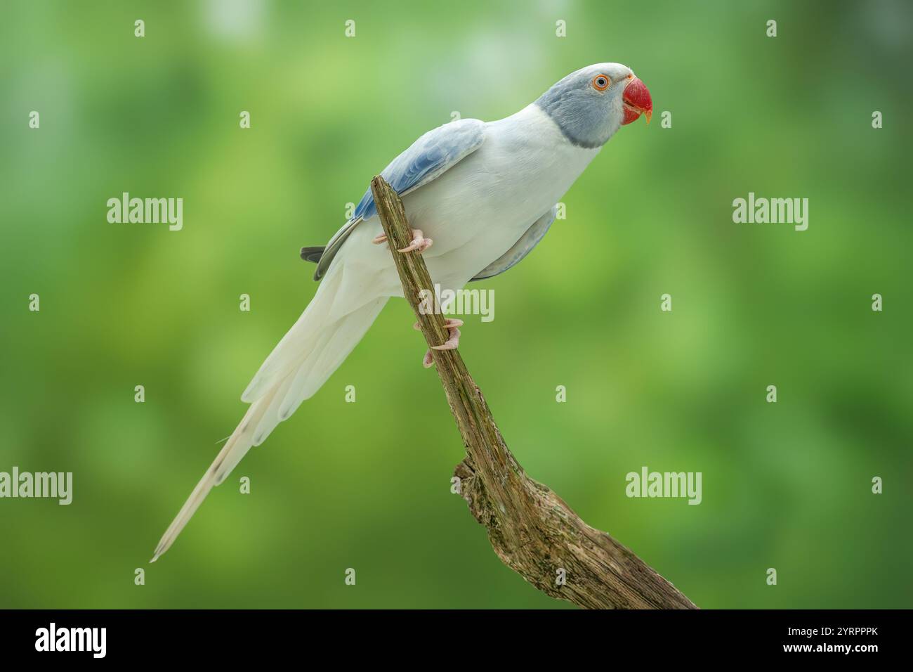 Parrocchetto con anelli di rosa o parakeet con collo ad anello viola opalina a coda liscia femmina di 2,5 anni Psittacula krameri Foto Stock