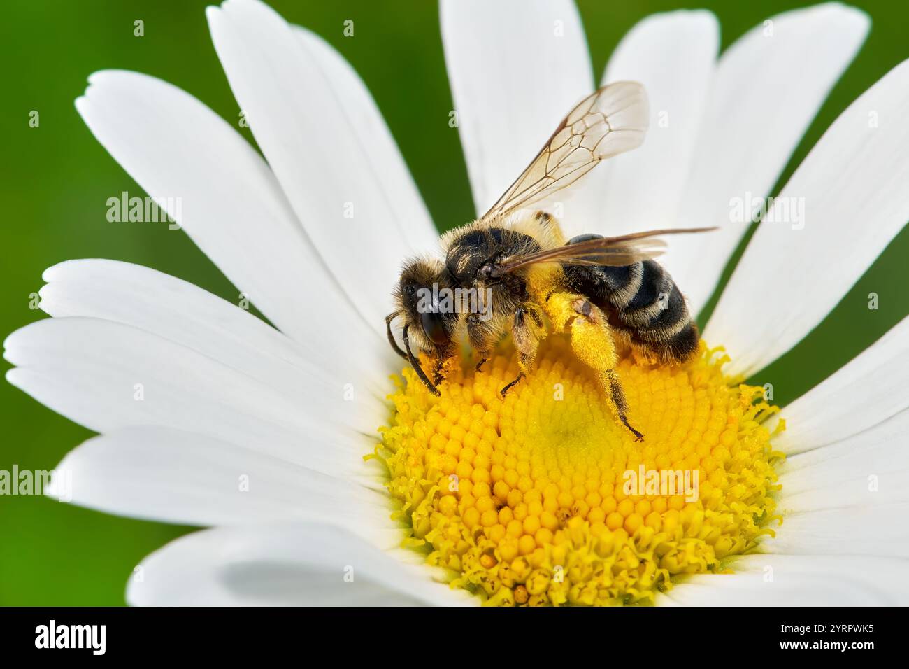 Femmina di ape mineraria a gambe gialle (Andrena flavipes) che raccoglie polline su una marguerite Foto Stock