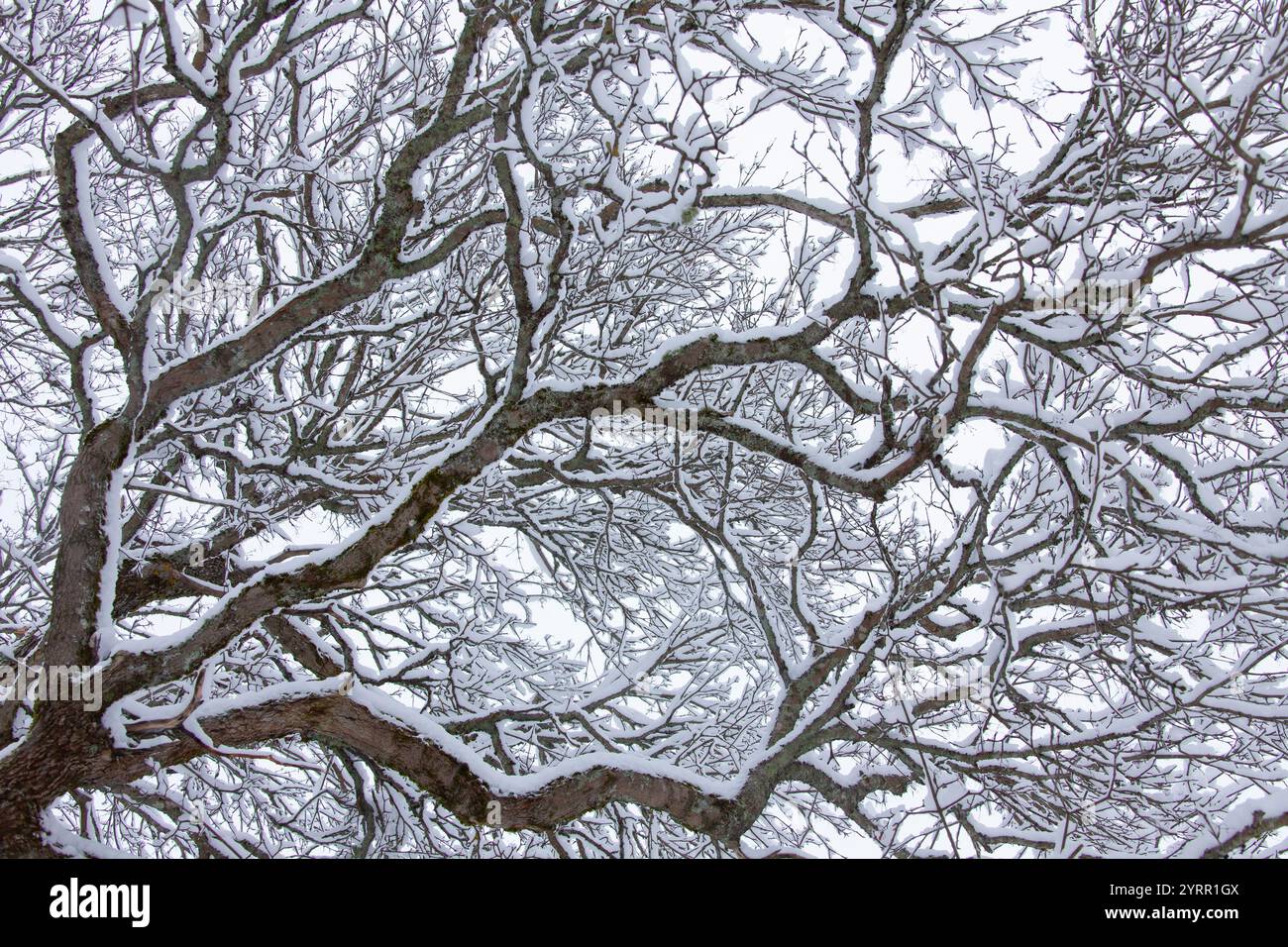 Quercia di Pedunculate, Quercus robur, rami innevati, inverno, Svezia Foto Stock