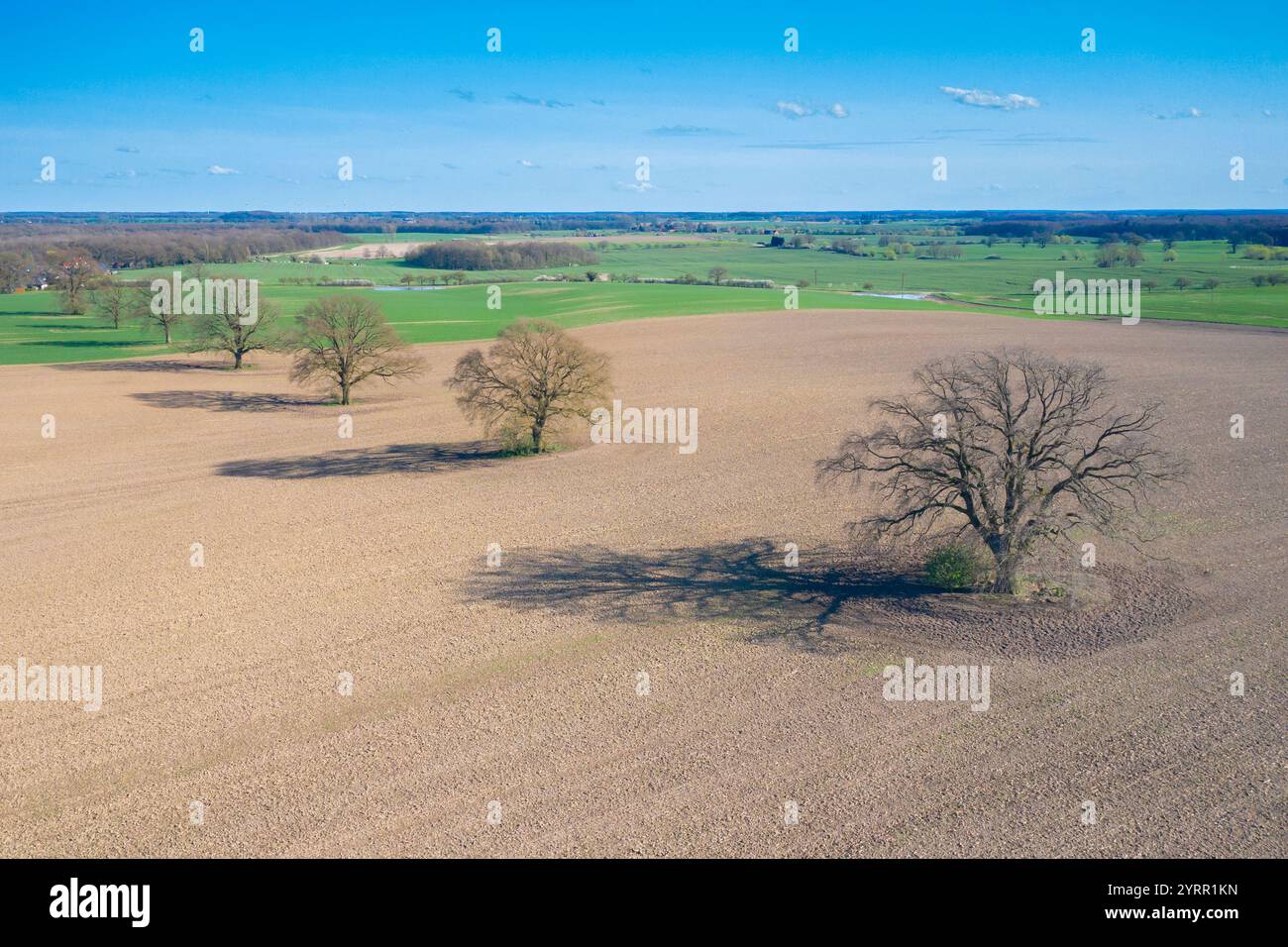 Quercia di Pedunculate, Quercus robur, querce solitarie in un campo, Meclemburgo-Pomerania occidentale, Germania Foto Stock