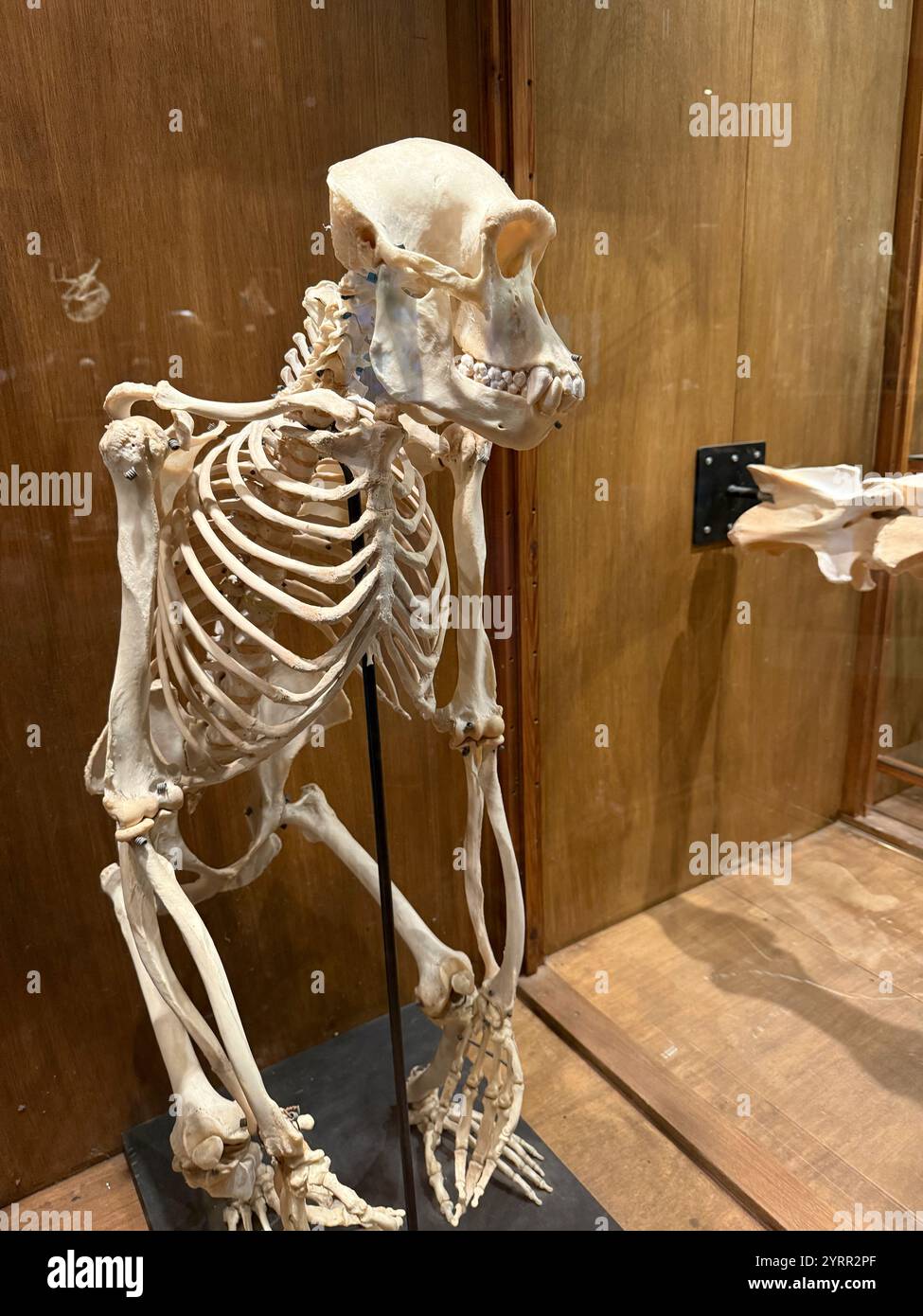 Scheletro di scimpanzé in mostra nel museo Foto Stock
