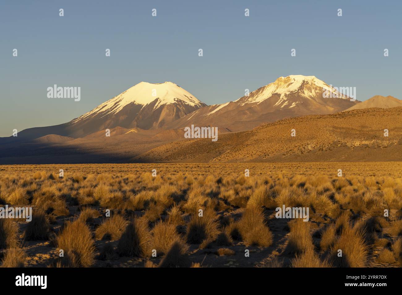 Vulcani innevati Parinacota e Pomerape all'alba, Parco Nazionale di Sajama, vegetazione di pune, Curahuara de Carangas, Departamento Oruro, Bolivia, Sout Foto Stock