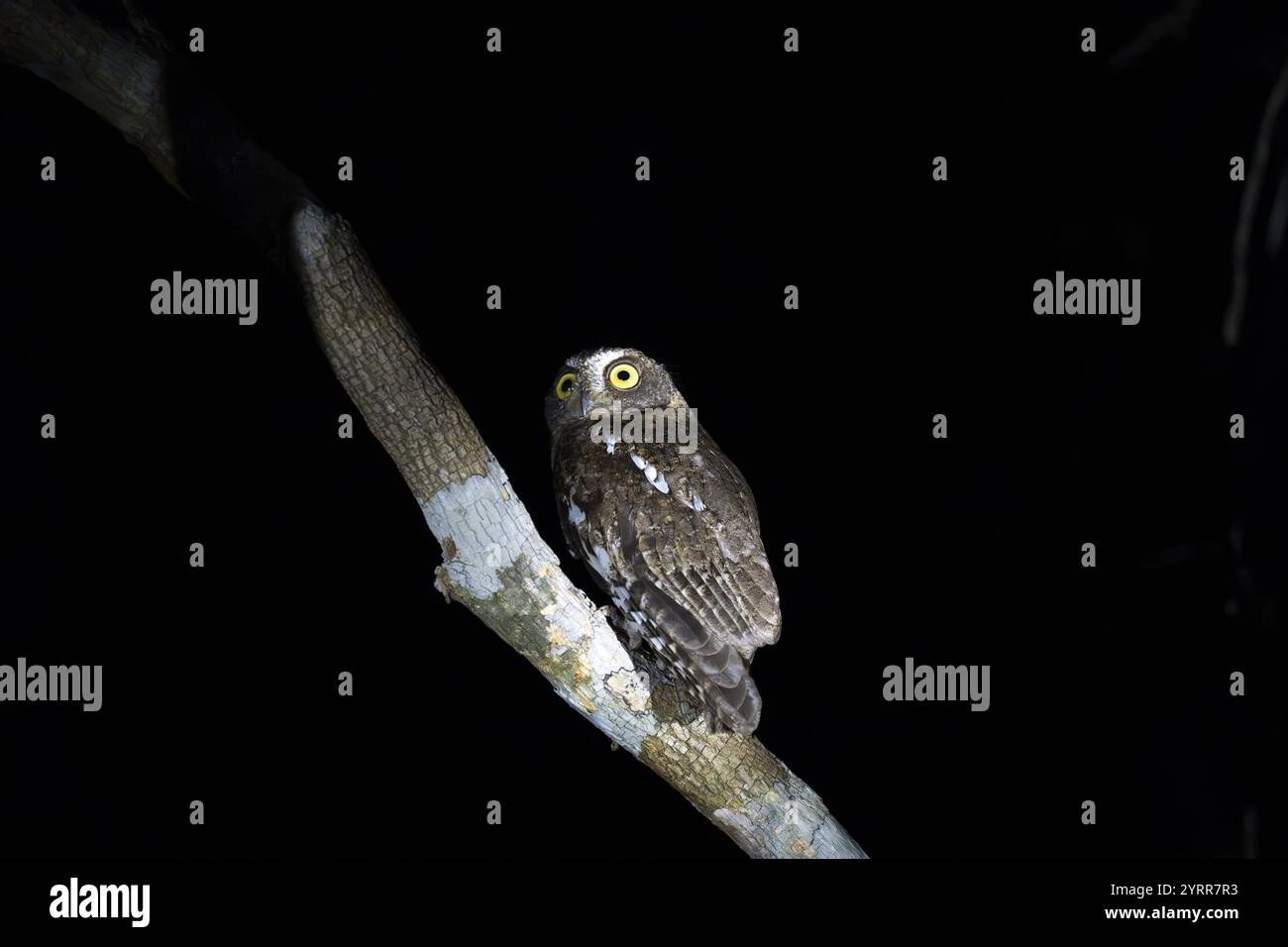 Gufo del Madagascar (Otus rutilus), Bemanonga, Menabe, Madagascar, Africa Foto Stock