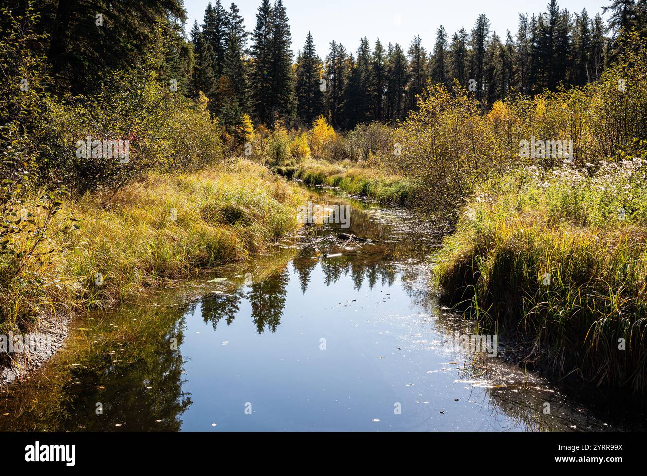 Un fiume con molti alberi ed erba. L'acqua è calma e limpida. Gli alberi sono verdi e gialli Foto Stock