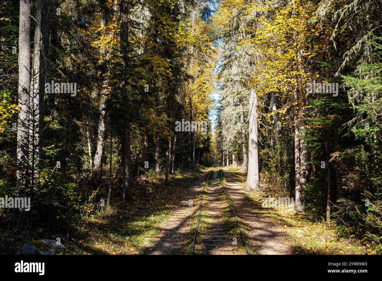 Un sentiero di foresta con alberi sullo sfondo. Le foglie sono gialle e il sole splende Foto Stock