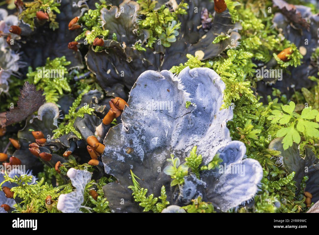 Licheni di cane (Peltigera canina) e altri licheni a terra Foto Stock