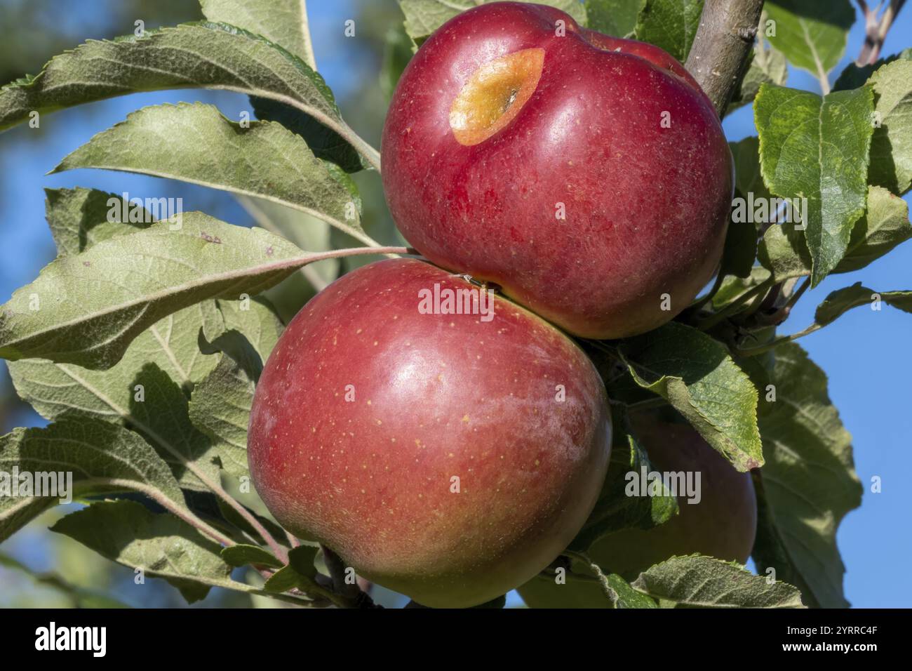 Le mele rosse su albero Foto Stock