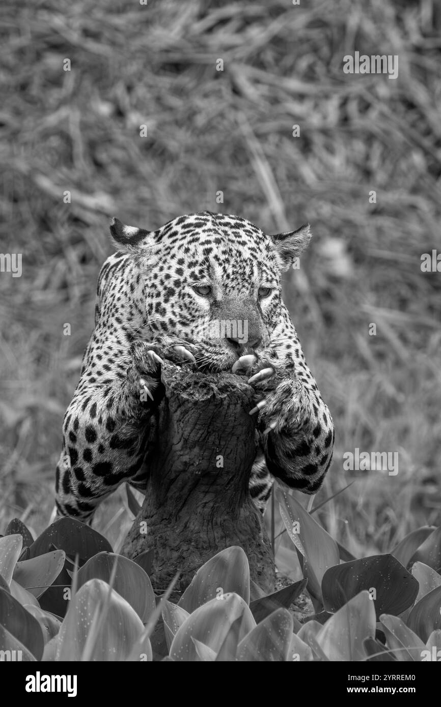 Jaguar appollaiato su un tronco d'albero caduto in bianco e nero Foto Stock
