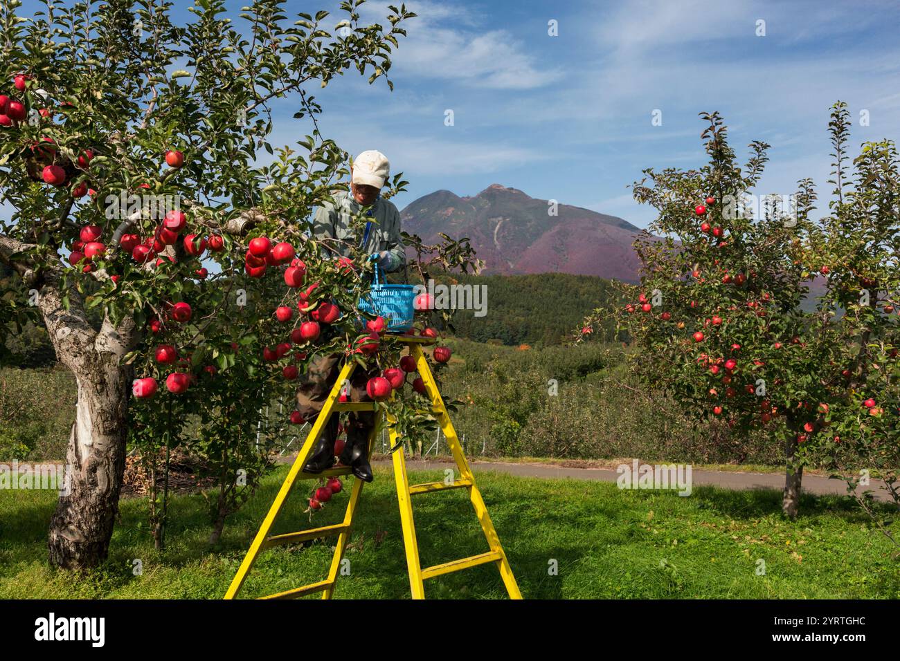 Scenario di lavoro della mietitura delle mele Foto Stock