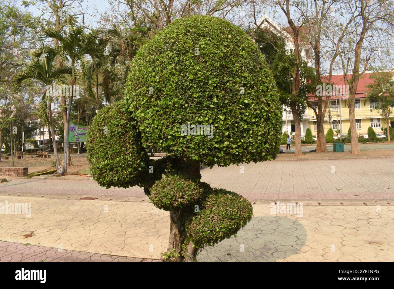 Boxwood, King Rama 9 Health Park, Phrae, Thailandia Foto Stock