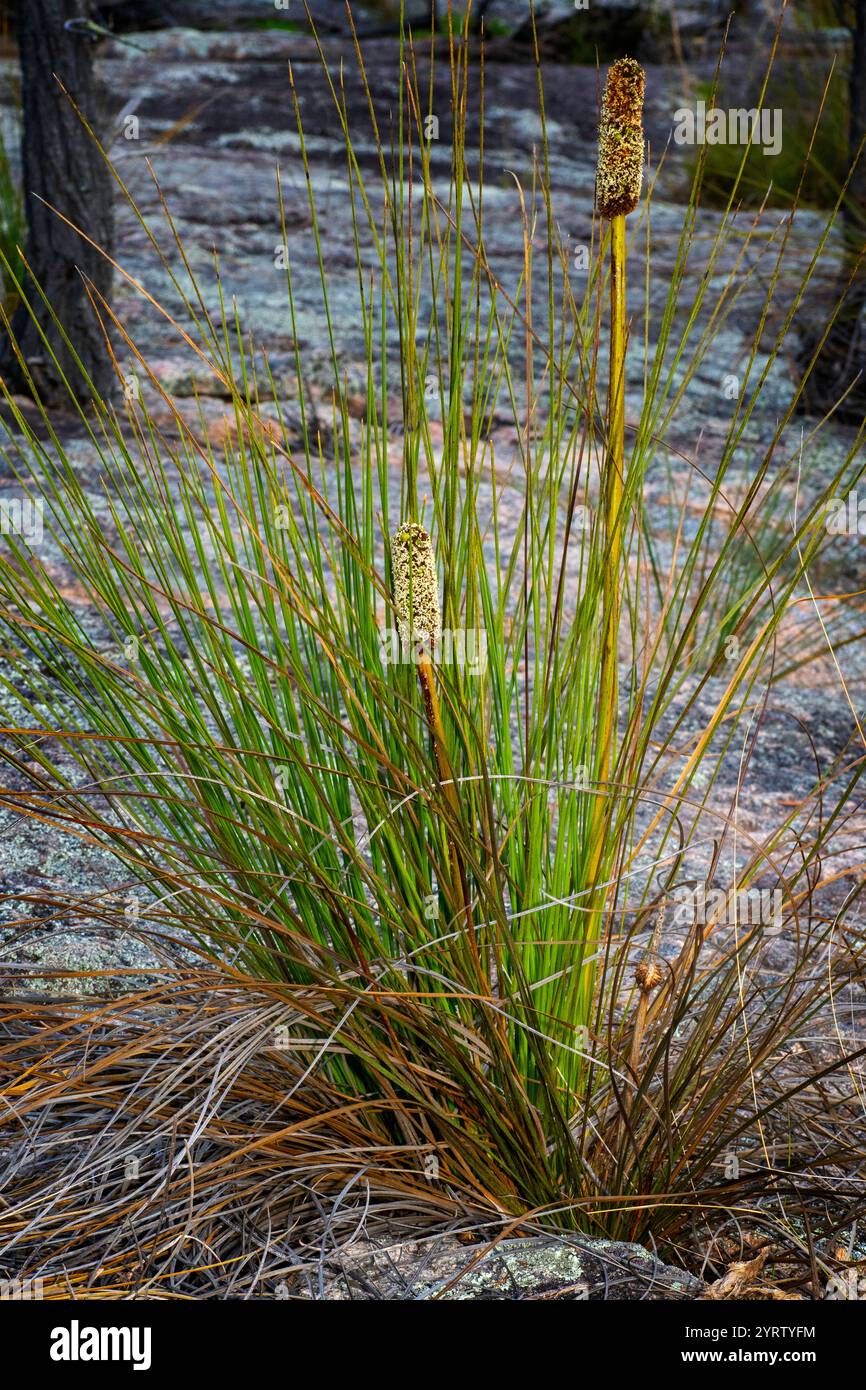 Erba (Xanthorrhoea sp) che cresce sulla piattaforma rocciosa, Granite Belt, se Queensland Australia Foto Stock