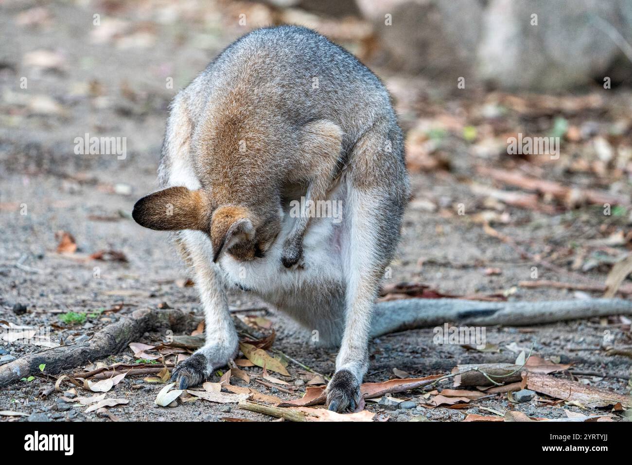 Wallaby donna dal collo rosso (Macropus rufogriseus) che pulisce la sua custodia. Maryborough, Queensland Foto Stock