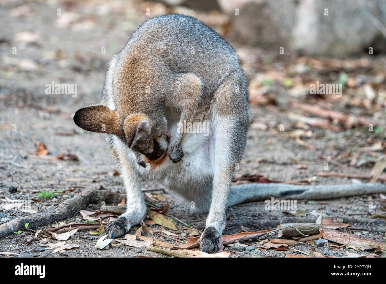 Wallaby donna dal collo rosso (Macropus rufogriseus) che pulisce la sua custodia. Maryborough, Queensland Foto Stock