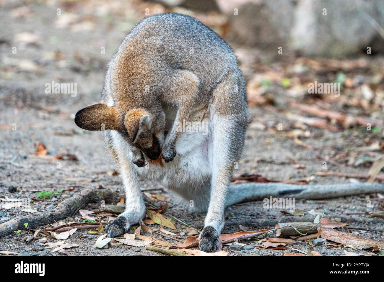 Wallaby donna dal collo rosso (Macropus rufogriseus) che pulisce la sua custodia. Maryborough, Queensland Foto Stock