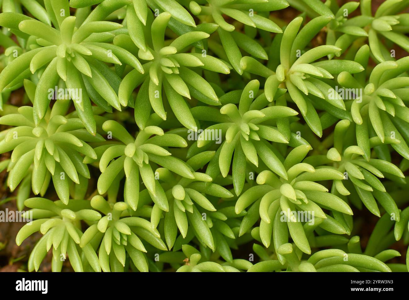 vista ravvicinata della pietra messicana, piccola pianta verde a bassa crescita succulenta con foglie carnose spesse, sfondo naturale dall'alto Foto Stock