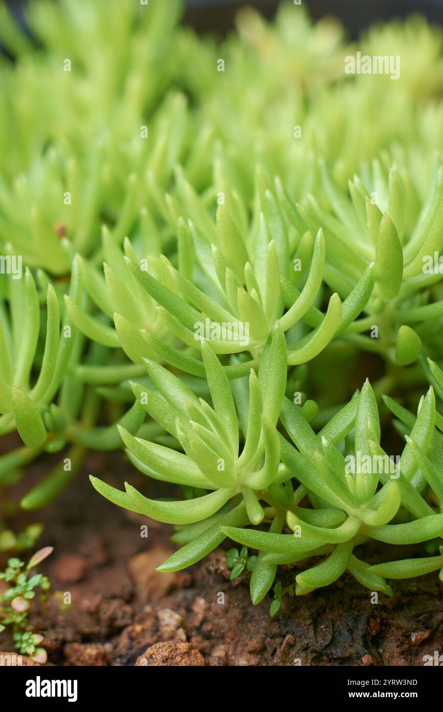 vista macro ravvicinata della pietra messicana, piccola pianta verde a bassa crescita succulenta con foglie spesse e carnose, messa a fuoco morbida con sfondo sfocato Foto Stock