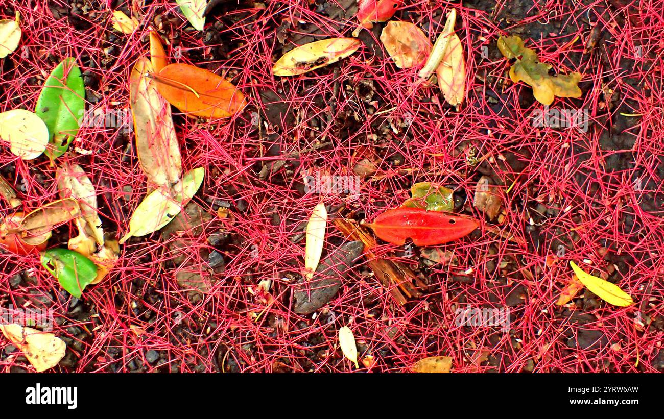 Petali di fiori rossi del pohutukawa (Metrosideros excelsa), l'albero di Natale della nuova Zelanda, sul terreno con una gamma di piccole foglie Foto Stock