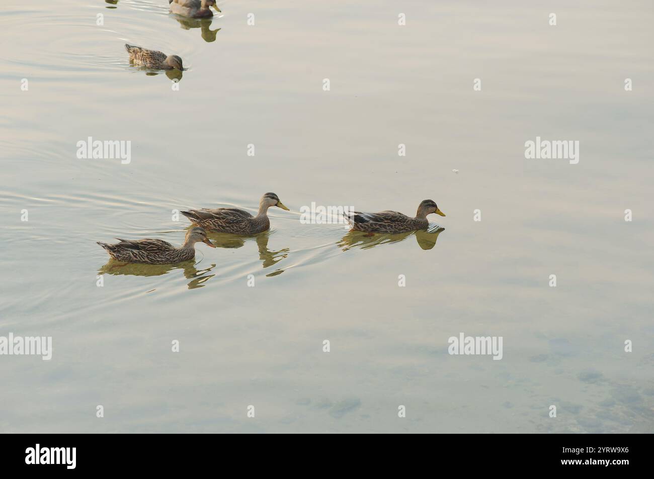Tre anatre che pagaiano da sinistra a destra con una piccola sveglia in acqua dolce al sole del mattino presto. Riflessi di sole luminoso. Spazio per la copia della vista orizzontale. Foto Stock Tre anatre che pagaiano da sinistra a destra con una piccola sveglia in acqua dolce al sole del mattino presto. Riflessi di sole luminoso. Spazio per la copia della vista orizzontale. Foto Stock
