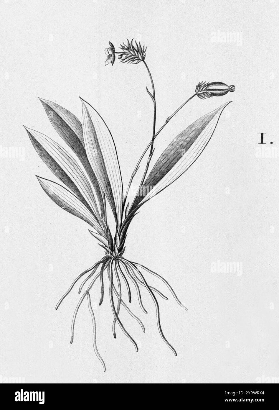 Cochleanthes flabelliformis - ritagliato 1. Foto Stock