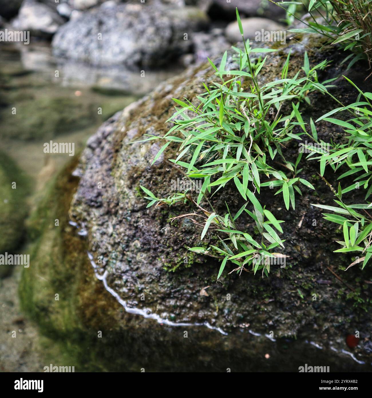 La vegetazione resiliente prospera su una roccia coperta di muschio sul bordo dell'acqua, mostrando la capacità della natura di prosperare in ambienti diversi. Foto Stock