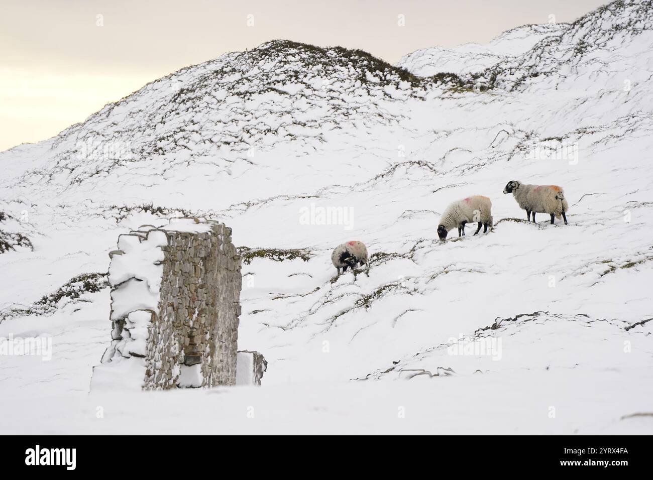 Foto datata 28/11/21, di pecore che pascolano in un campo innevato vicino a High Green nello Yorkshire Dales, in mezzo a condizioni di gelo dopo la tempesta Arwen. I contadini di collina, tra i più poveri d'Inghilterra, devono affrontare un colpo "fuori misura" per i mezzi di sussistenza, dai ritardi ai nuovi piani agricoli, ha avvertito un think tank. Gli sforzi per affrontare i cambiamenti climatici, ripristinare la natura e limitare il rischio di inondazioni nelle zone più basse sono anche minacciati dalla mancanza di nuovi pagamenti agricoli rispettosi della natura alle zone montane, ha affermato l'unità di informazione sull'energia e sul clima (ECIU). Data foto: Giovedì 5 dicembre 2024. Foto Stock