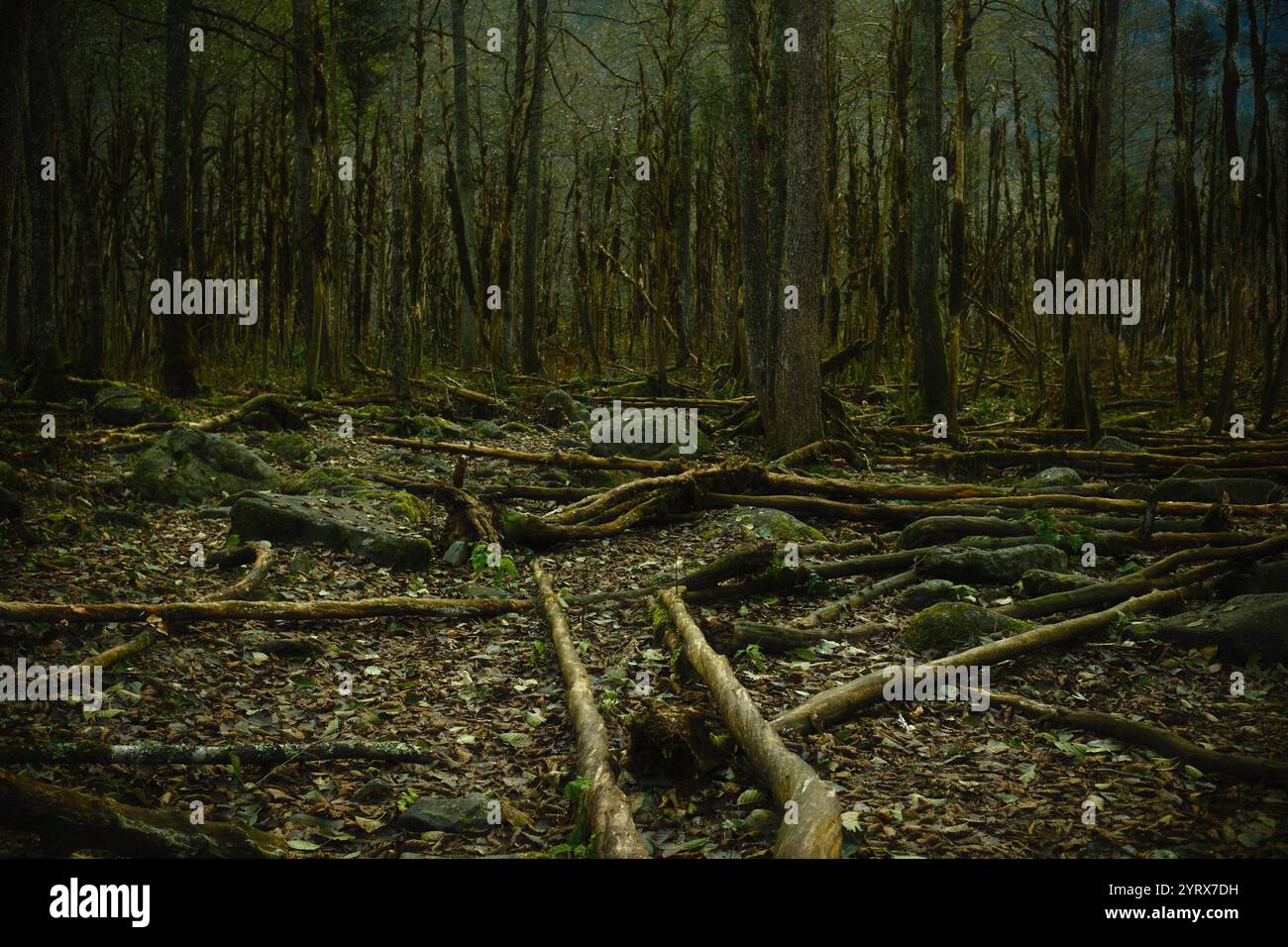 La vista di una foresta scura piena di alberi di bosso o alberi di Buxus Foto Stock