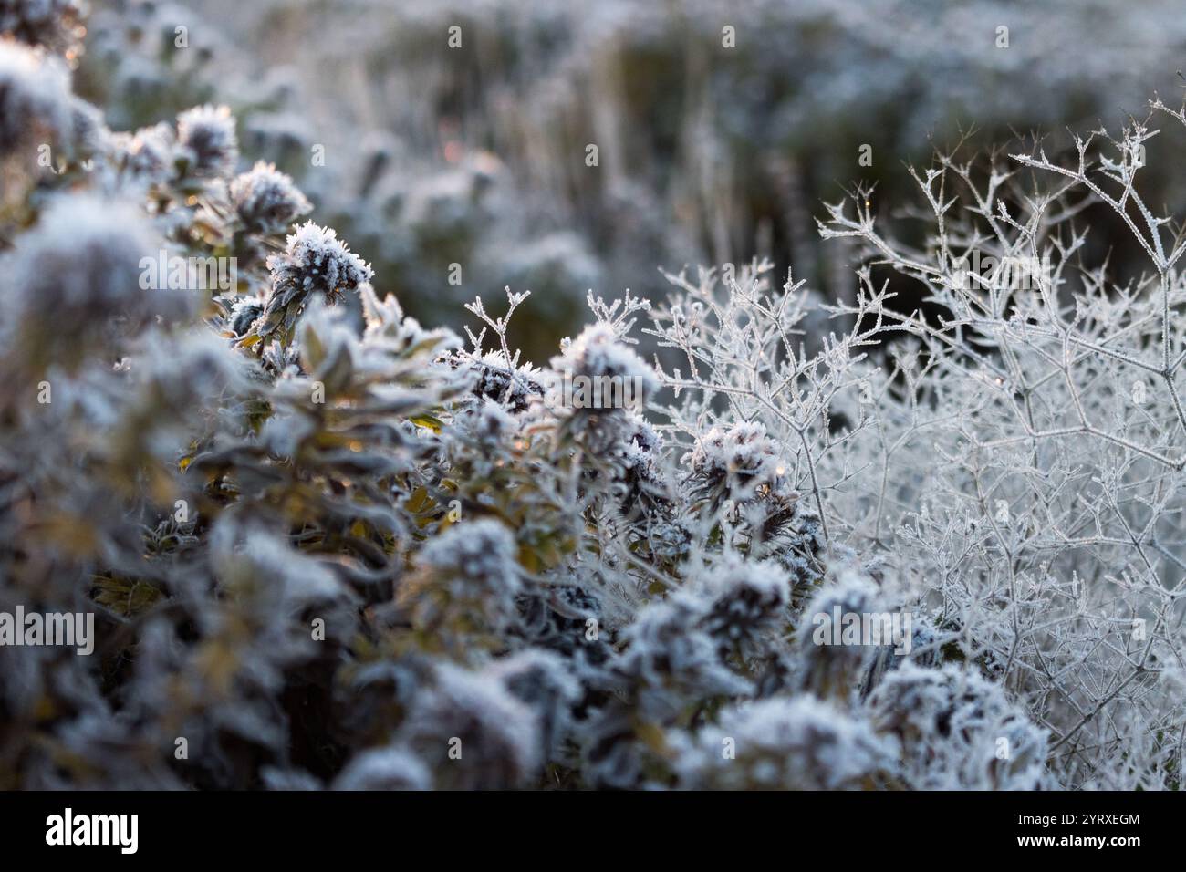 Un primo piano di piante ricoperte di gelo, che evidenziano intricati cristalli di ghiaccio sul fogliame, catturando la bellezza serena di una fredda mattina d'inverno. Foto Stock
