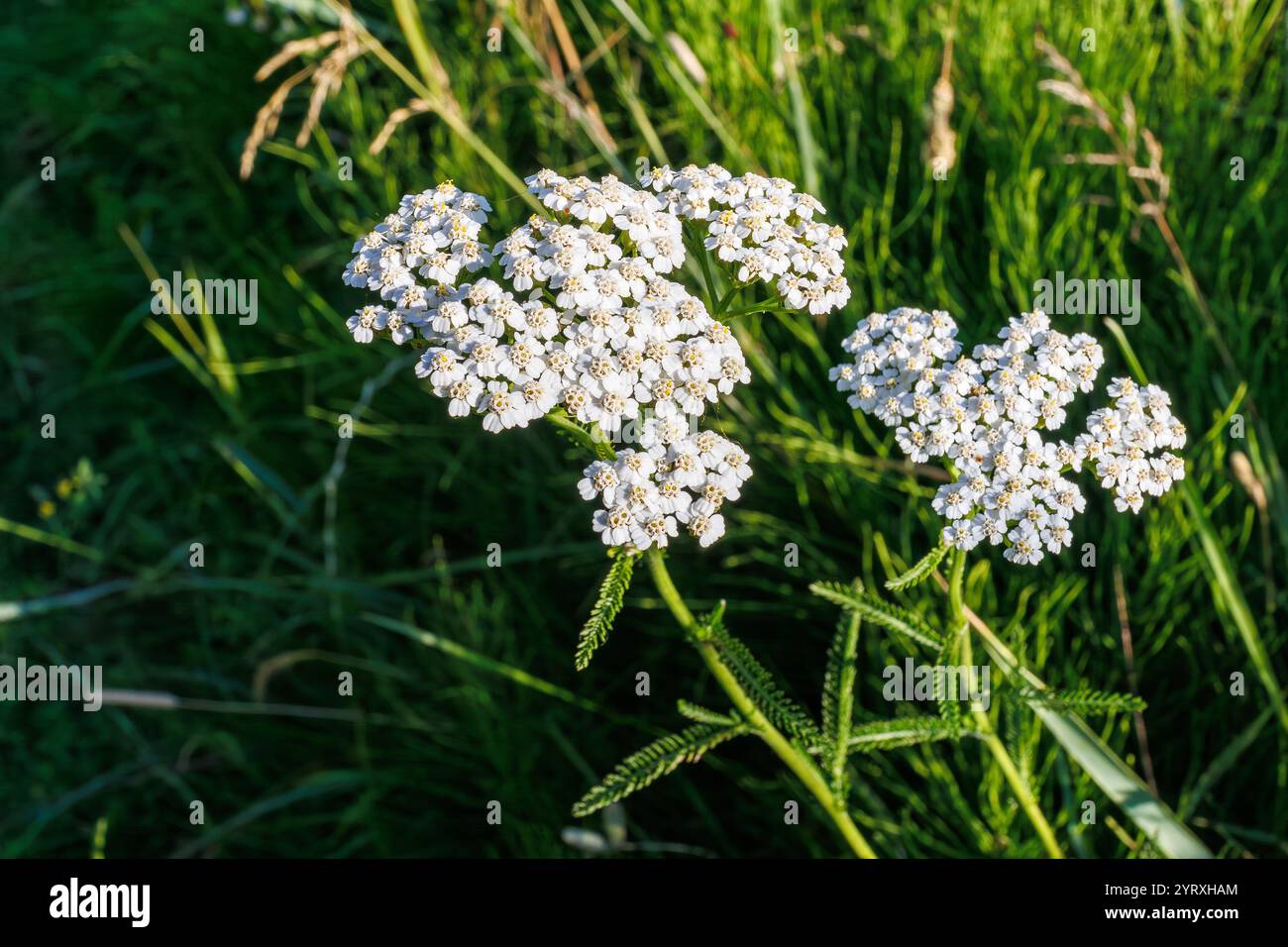 Primo piano di fiori bianchi di Yarrow Achillea millefolium, sfondo floreale con foglie verdi. Freccia a yarrow vista dall'alto. Erbe medicinali biologiche naturali, piante conc Foto Stock