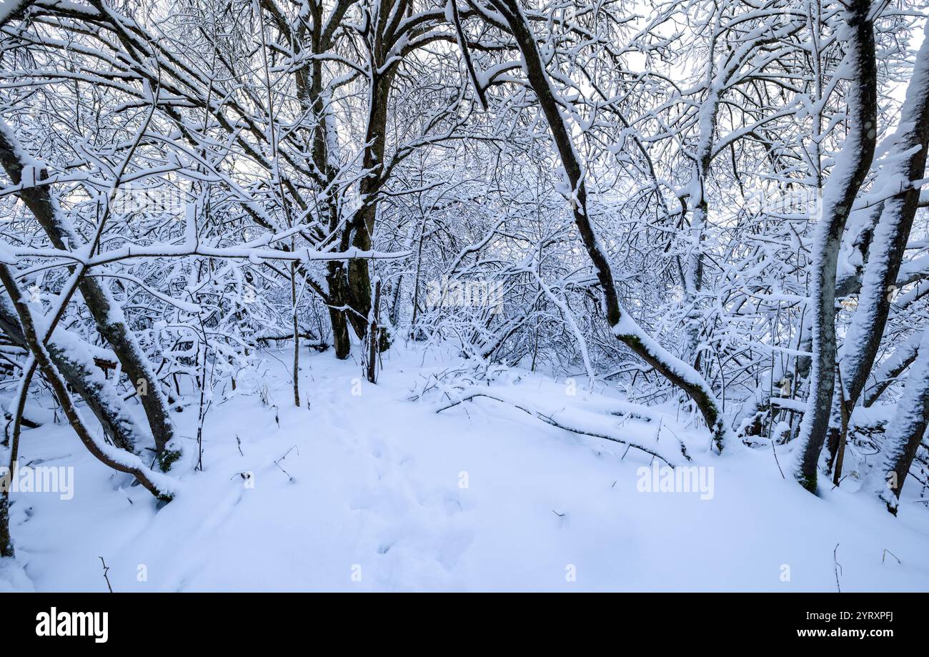 Wintery innevato paesaggio Foto Stock