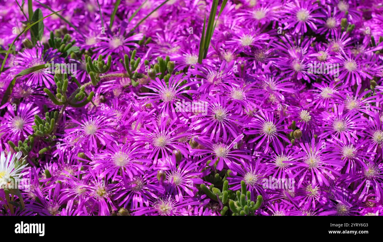 Fiori colorati a Selcuk, Turchia Foto Stock