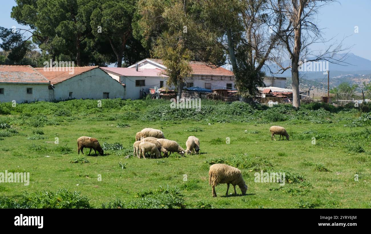 Pecore sull'erba a Selcuk, Turchia Foto Stock