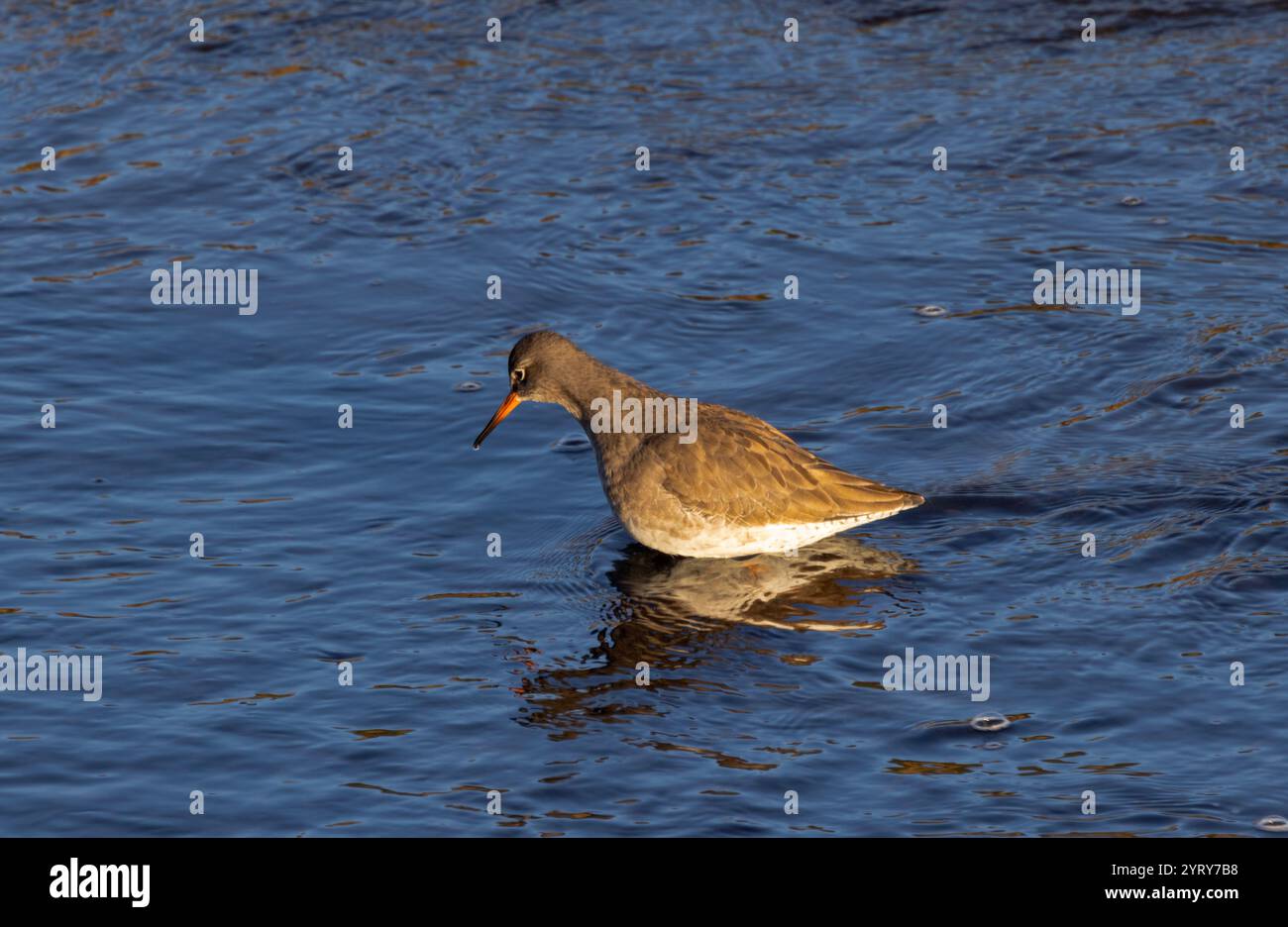 Molti Redshank si riproducono nelle zone paludose e brughiere dell'entroterra. La maggior parte tuttavia trascorre i propri inverni lungo le coste del Regno Unito. I numeri sono in declino Foto Stock