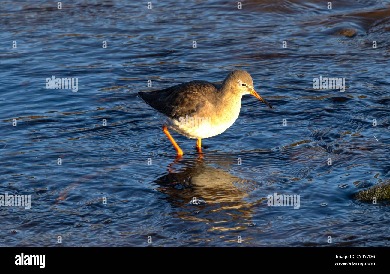 Molti Redshank si riproducono nelle zone paludose e brughiere dell'entroterra. La maggior parte tuttavia trascorre i propri inverni lungo le coste del Regno Unito. I numeri sono in declino Foto Stock