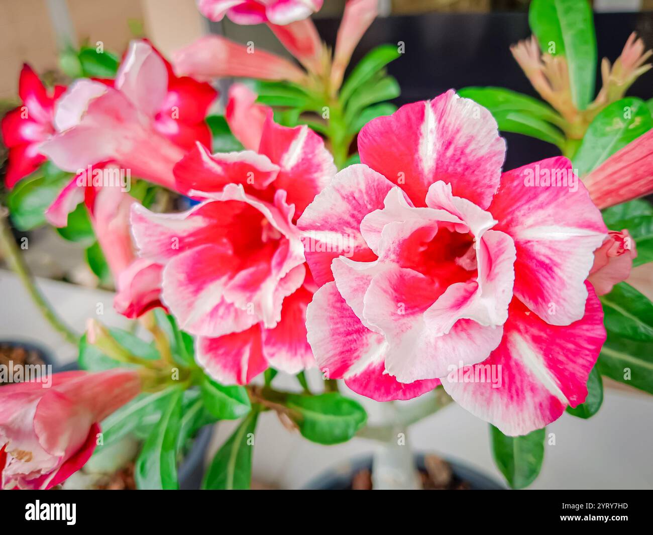 Fiore di Adenium al Thai. (Rosa del deserto, Giglio Impala, Azalea di Mock) Foto Stock