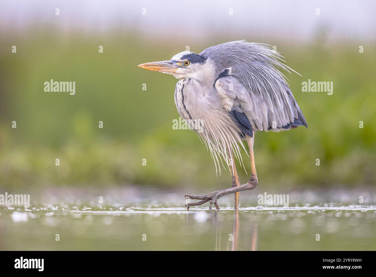 Eroni grigi (Ardea cinerea) a caccia del lago Di Csaj, del Parco Nazionale di Kiskunsagi, Pusztaszer, Ungheria. Febbraio. Si nutre soprattutto di creature acquatiche. Foto Stock
