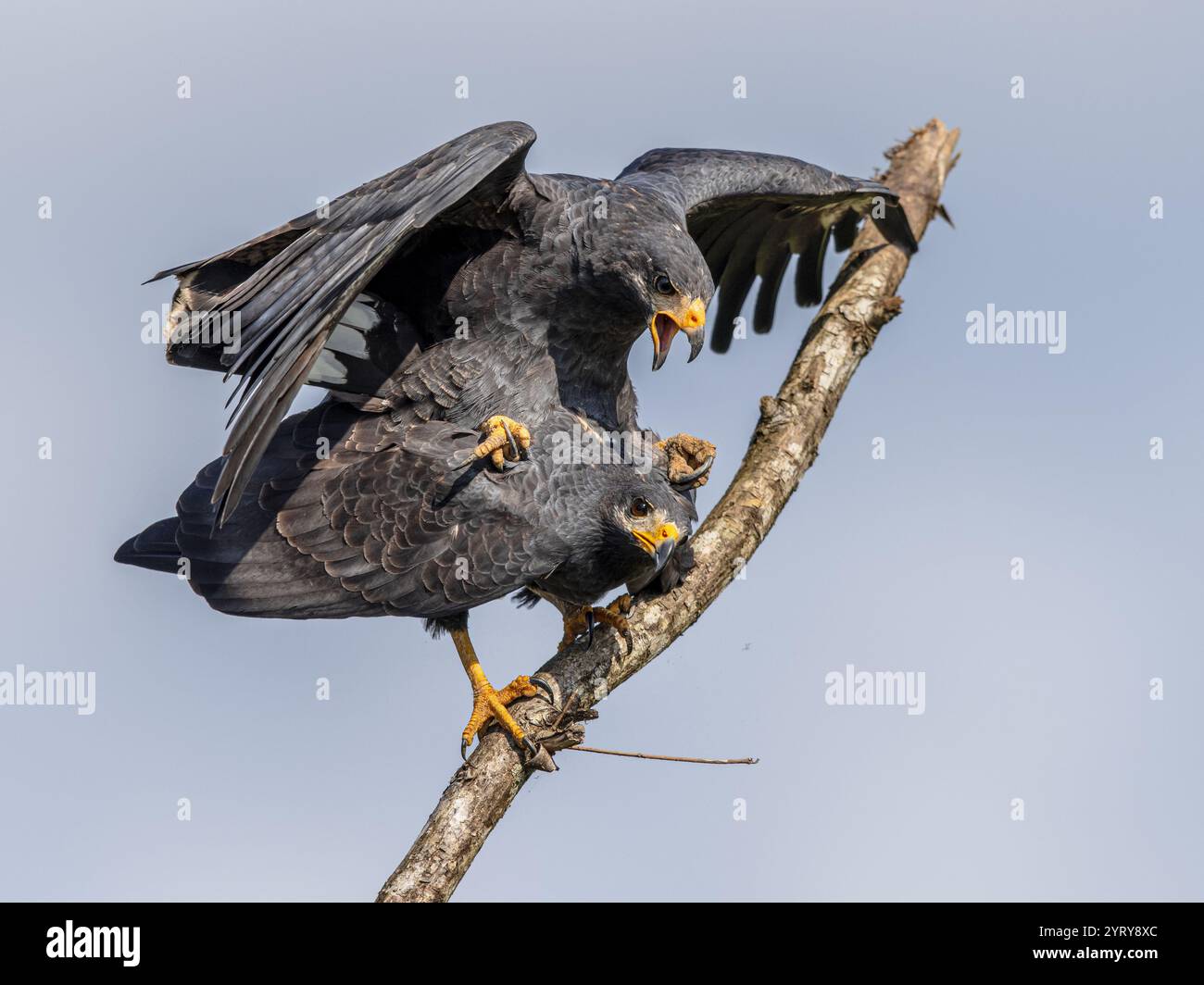 Coppia di Falco Nero comune (Buteogallus anthracinus) è un uccello preda della famiglia degli Accipitridae, che comprende anche aquile, falchi e vu Foto Stock